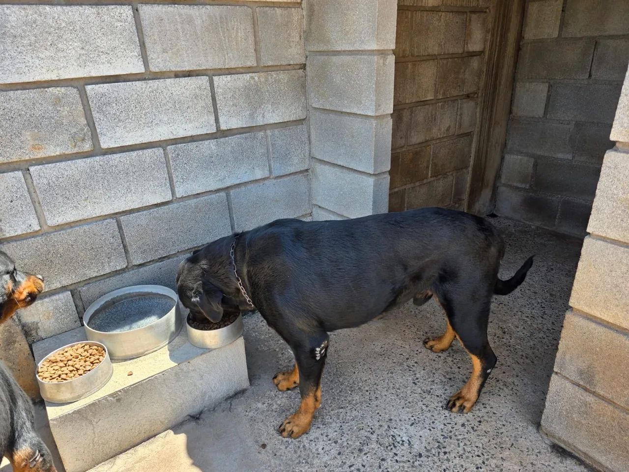 2 Rottweilers - Foto 2
