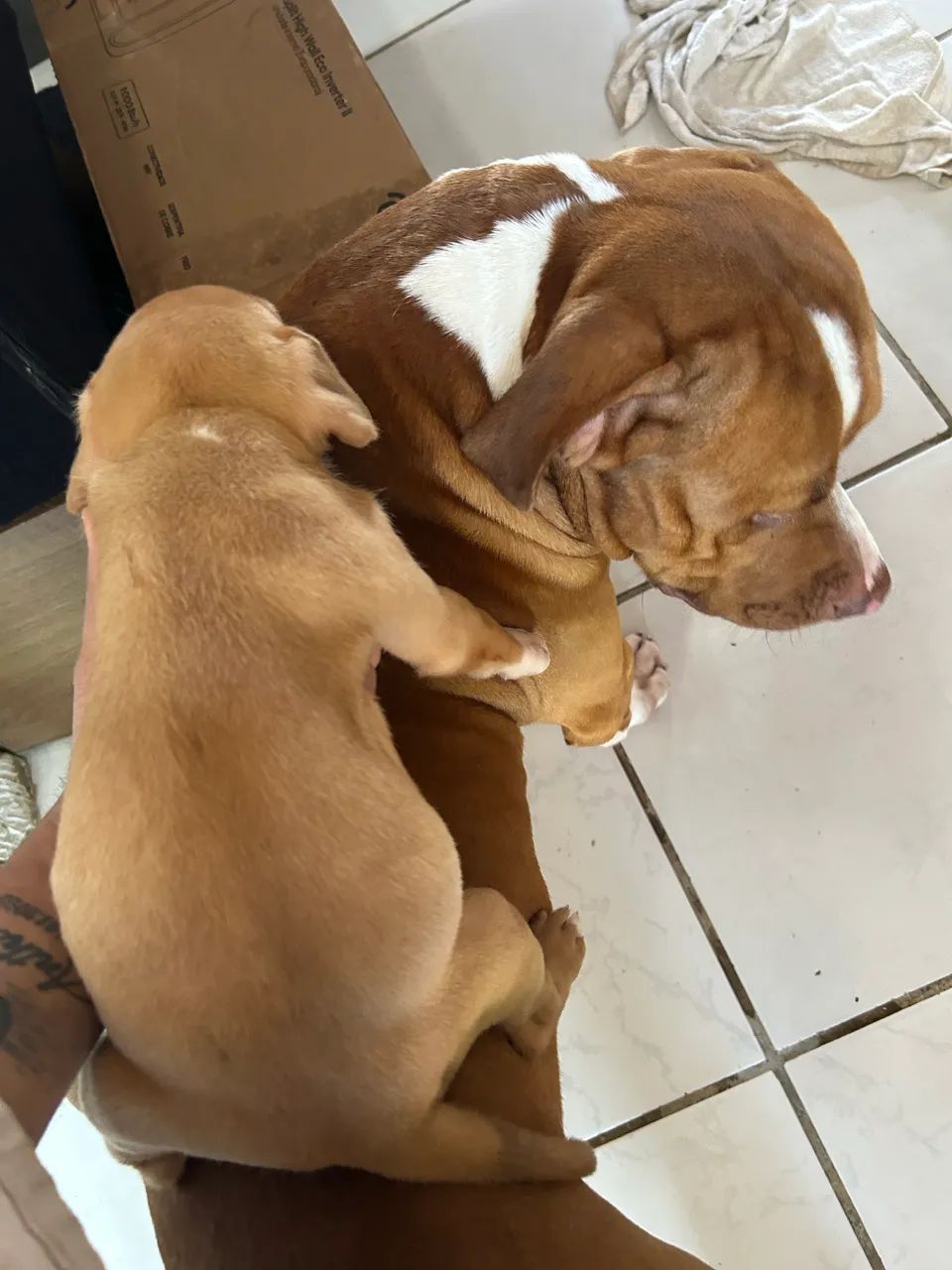 American bully pitbull