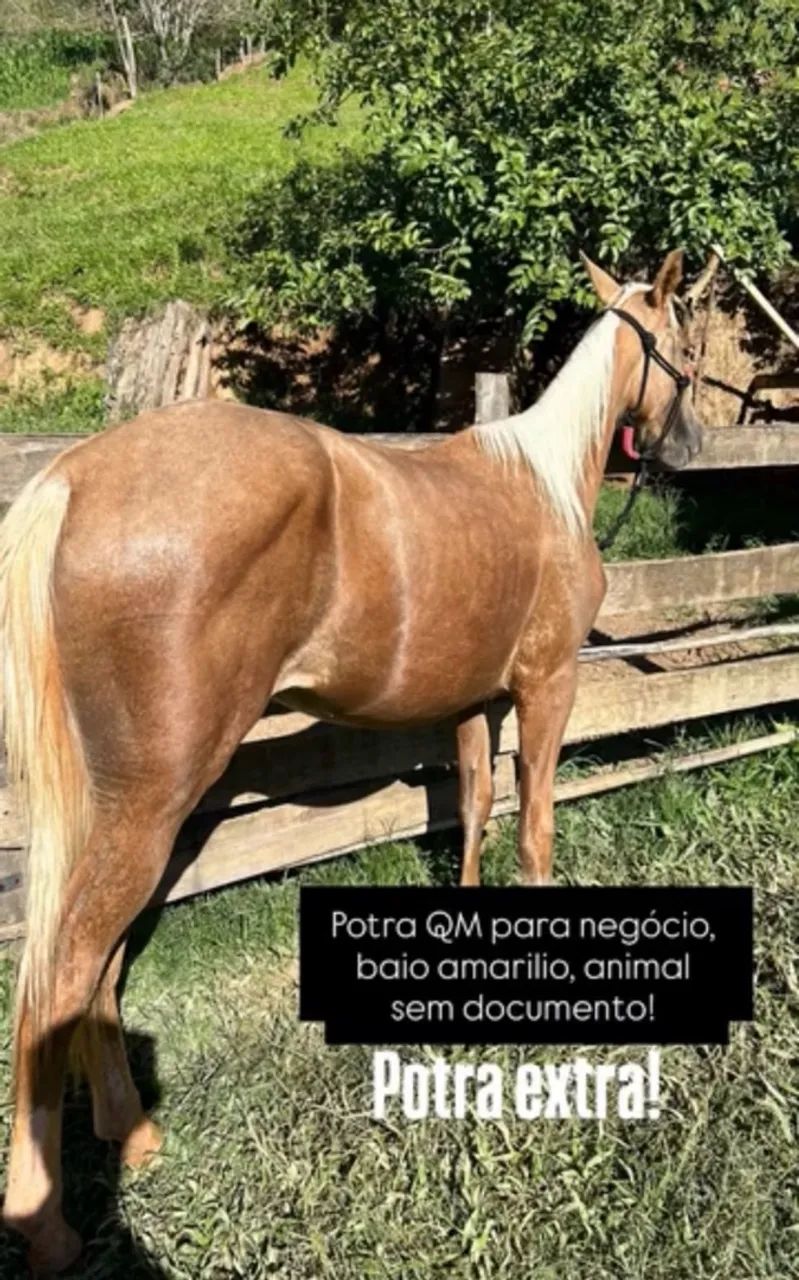 Potra QM
