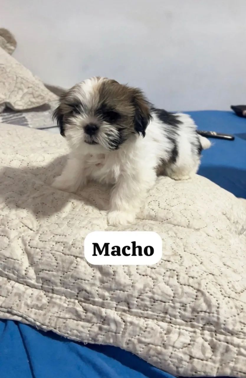 Shitszu 2 meses