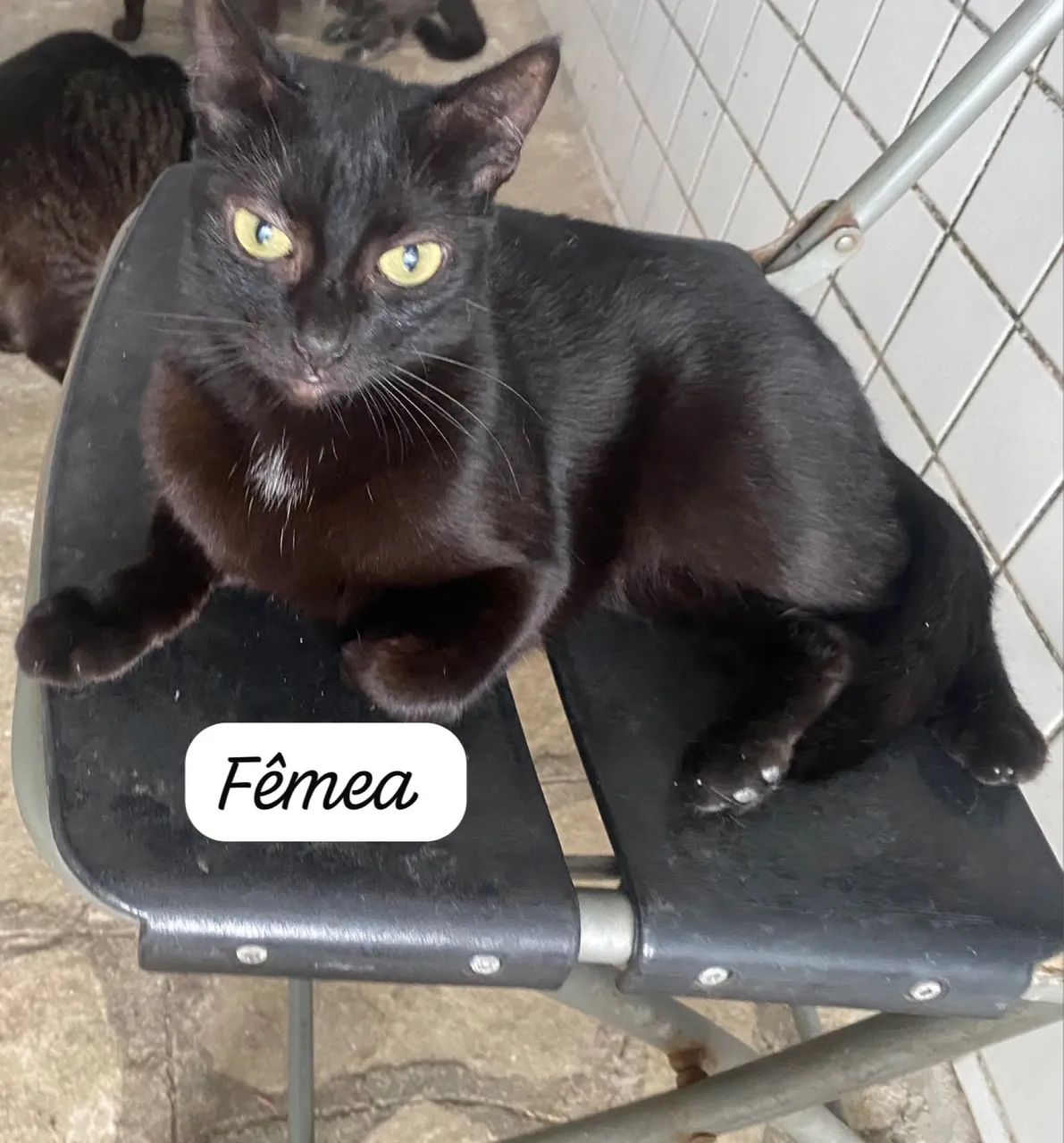 Doa-se gatos  - Foto 2