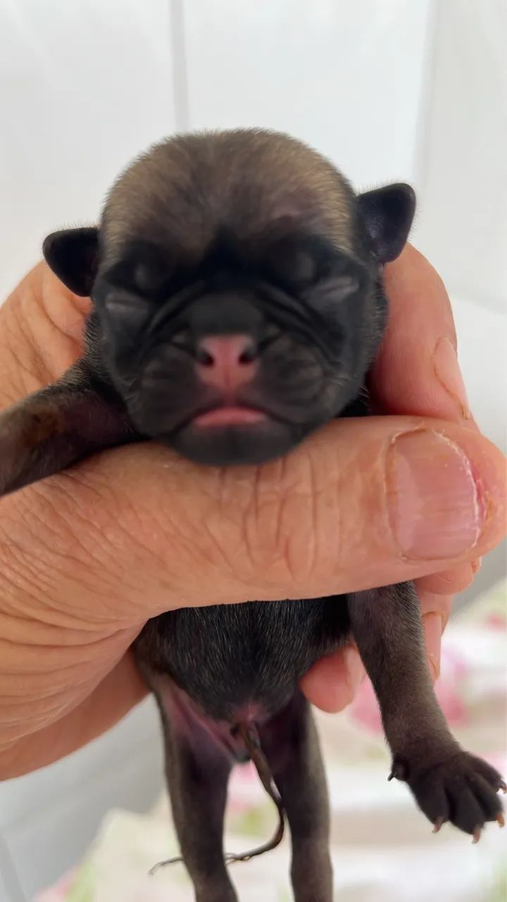 Filhotinhos de Pug  - Foto 2