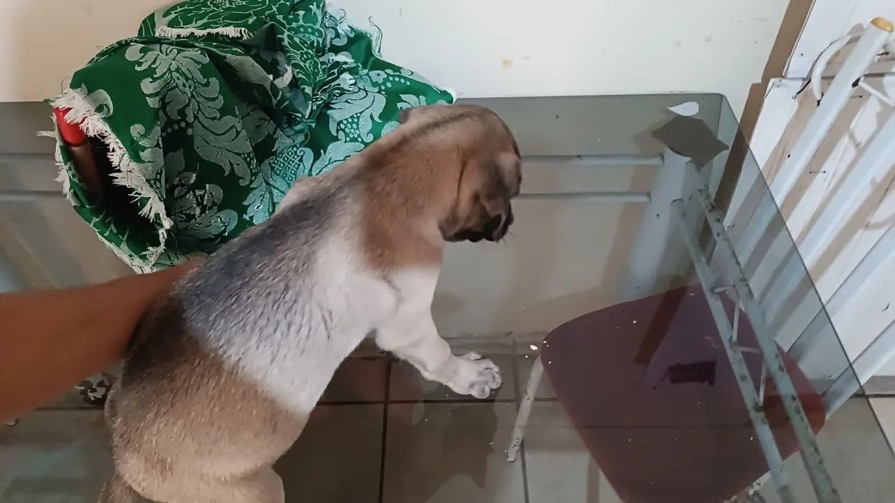 Cachorro - Foto 2