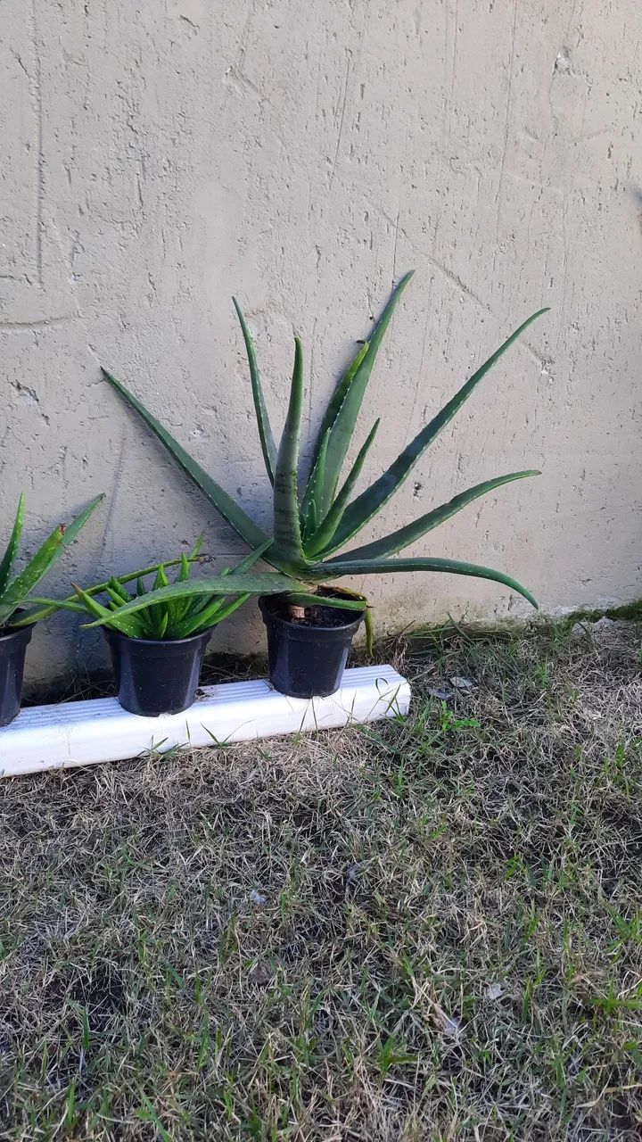 Babosas 69,99 reais cada - Foto 2