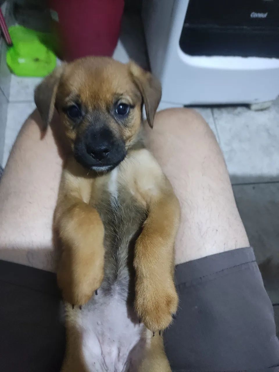 Doação ...filhotes de cachorros - Foto 4