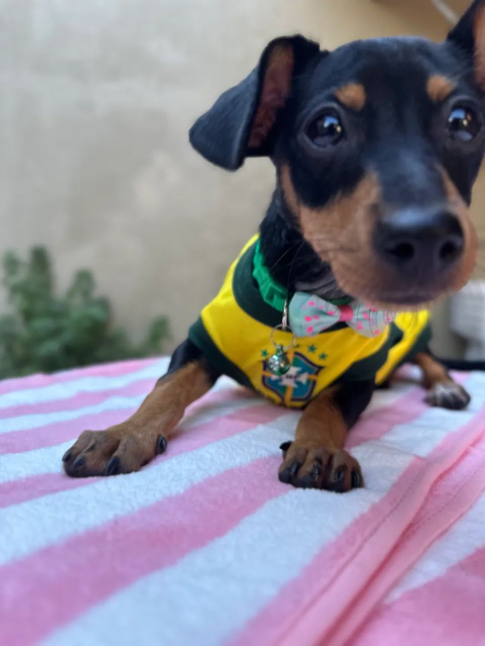 Pinscher  - Foto 3