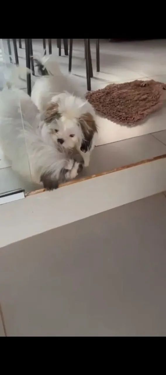 Cachorro  - Foto 2