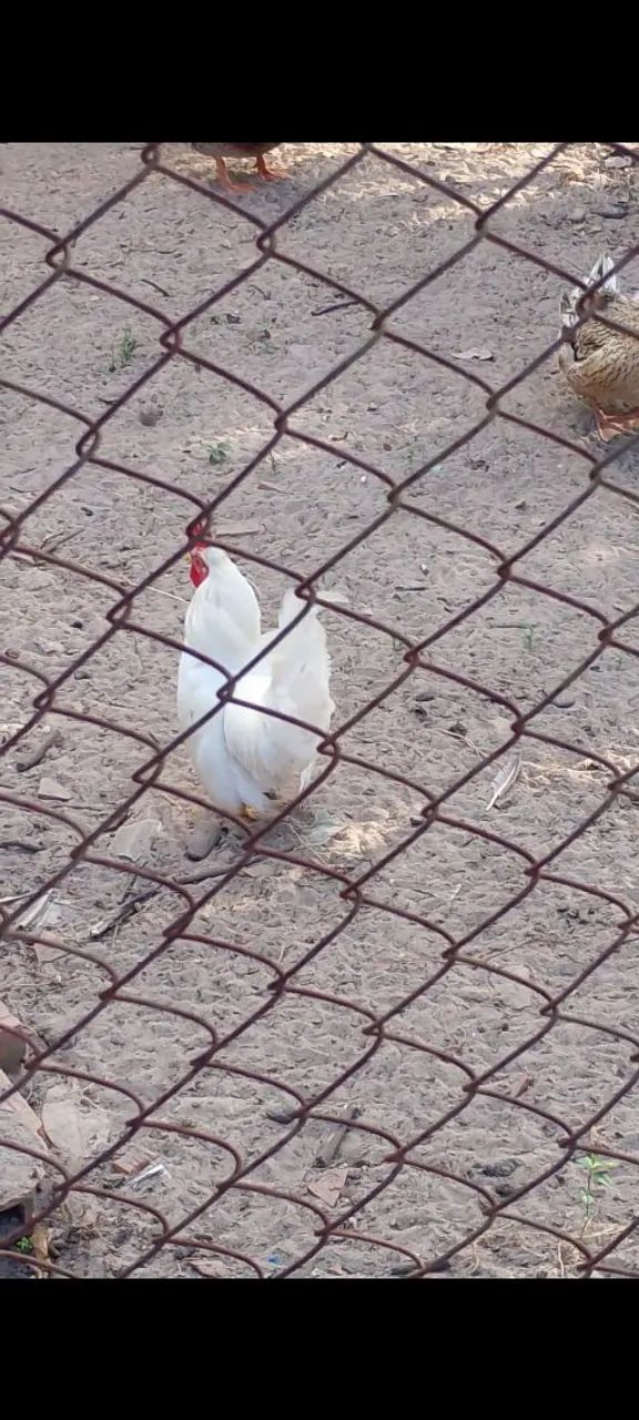Vendo esse lindo frango Nagazak  - Foto 4