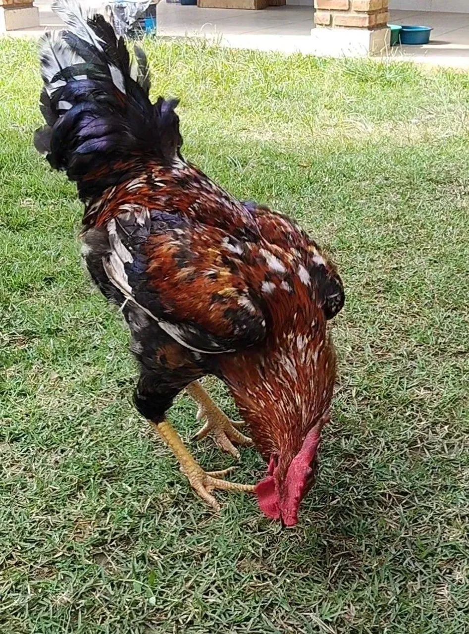 Vendo ou troco.  - Foto 2