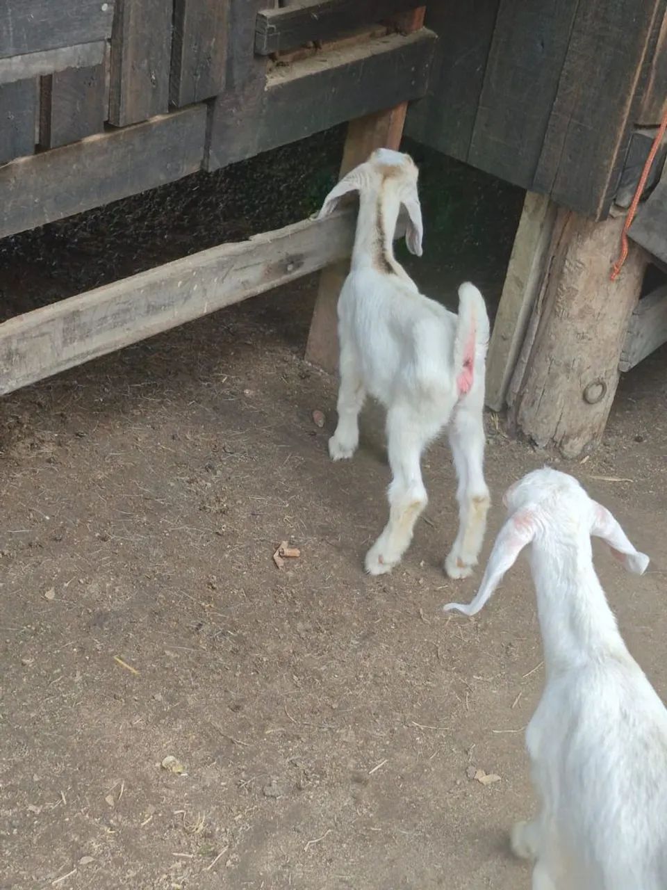 Filhotes de cabras leiteira  - Foto 3