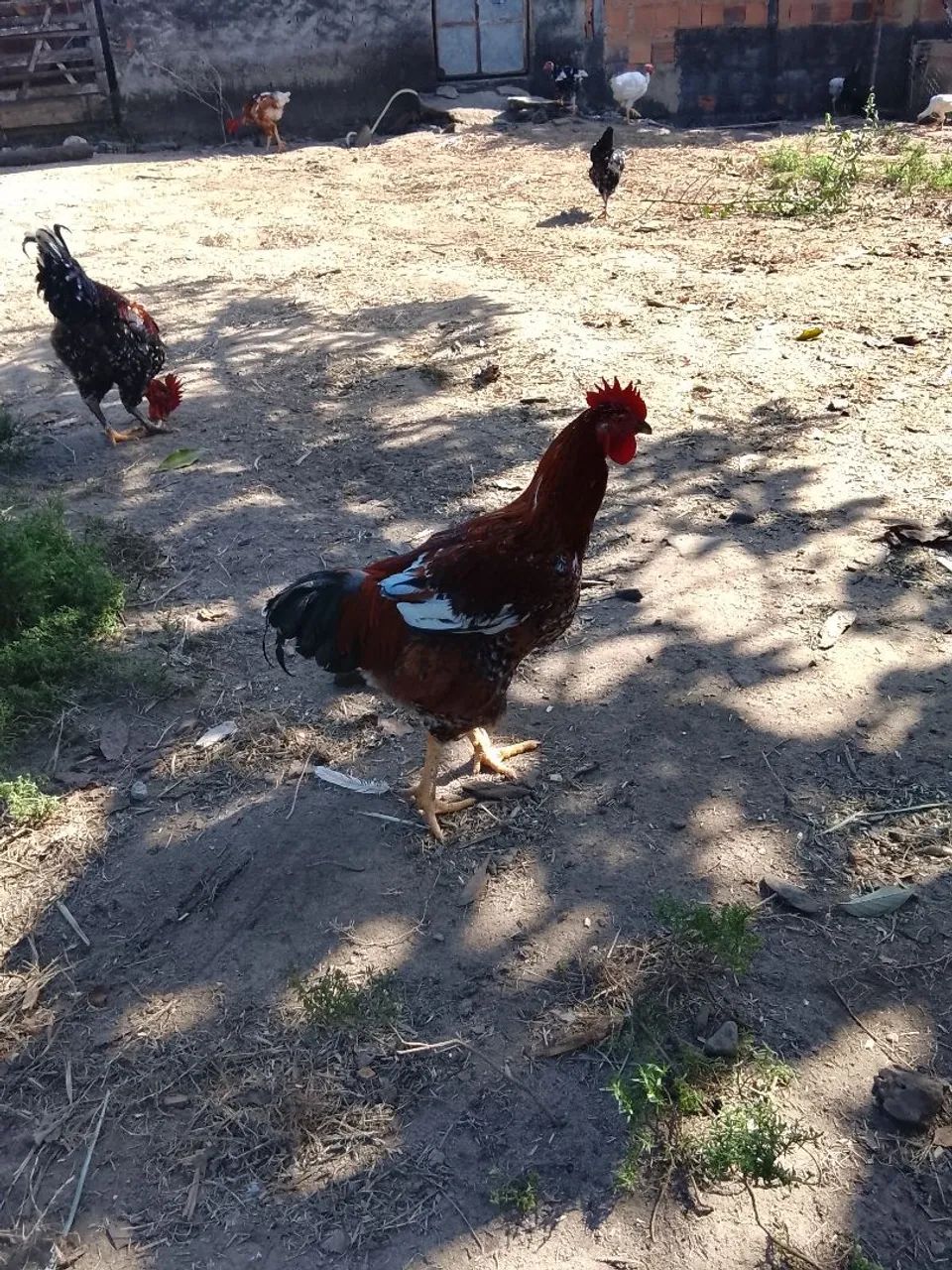 Vendo Frango GSB, Mil flores. - Foto 3