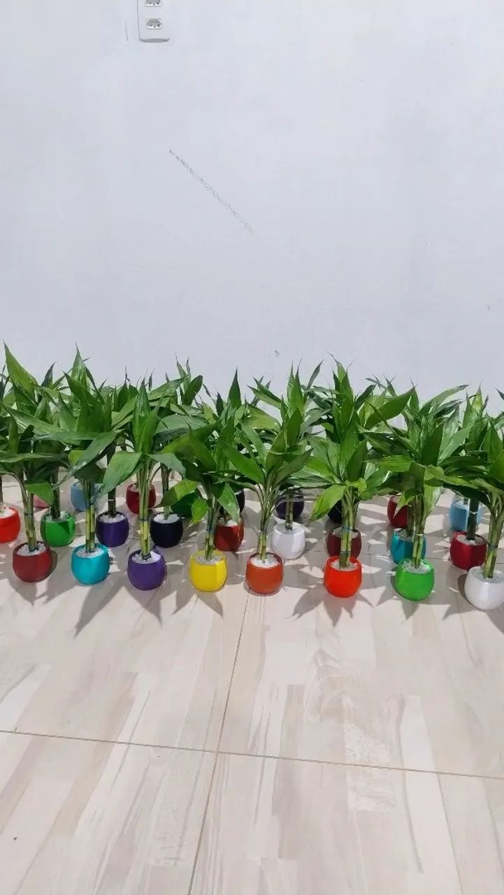 Bambu da sorte - Foto 2