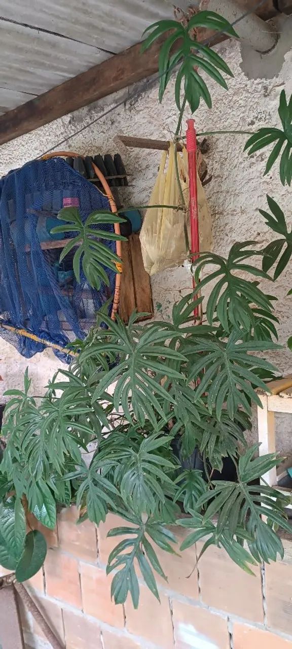 Plantas  - Foto 3