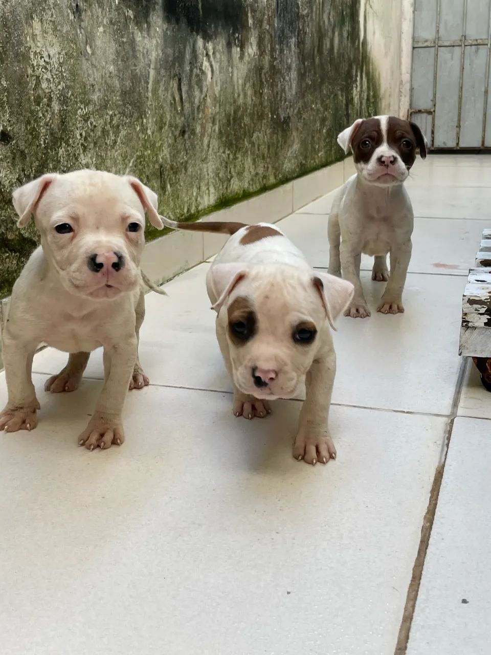 3 filhotes de pitbull apbt - Foto 3