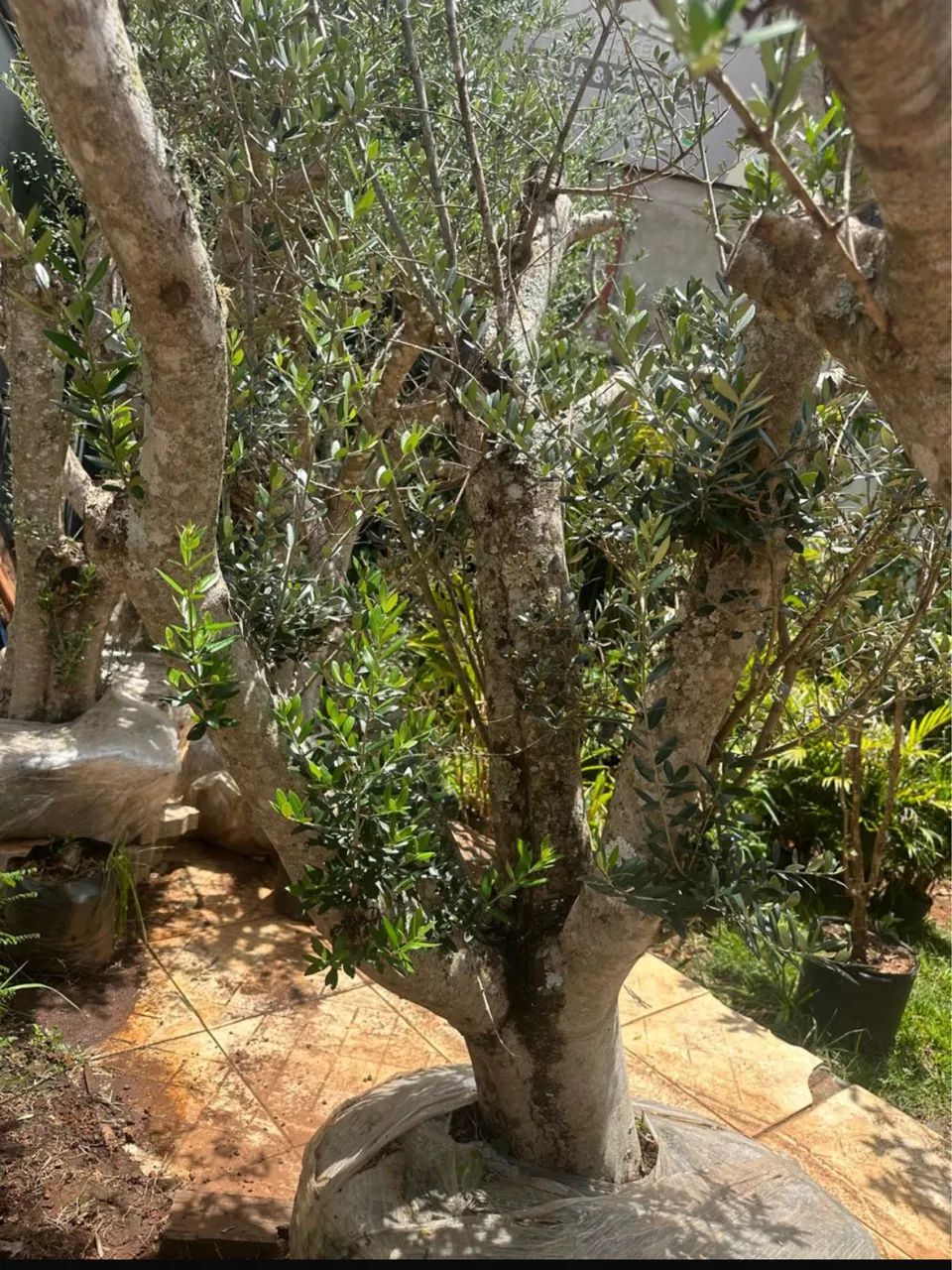 Oliveira, árvore santa - Foto 5