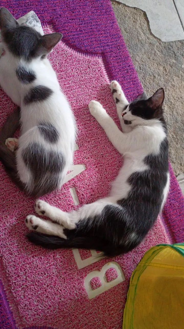 Gatinhas para adoção conjunta  - Foto 2