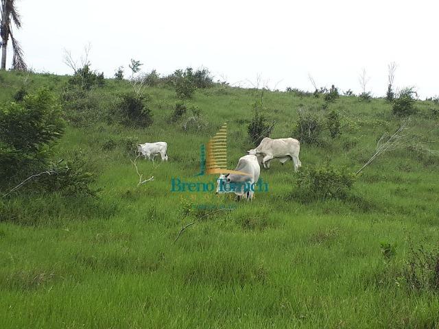 Fazenda á 15KM da balsa de Santo André - Foto 17