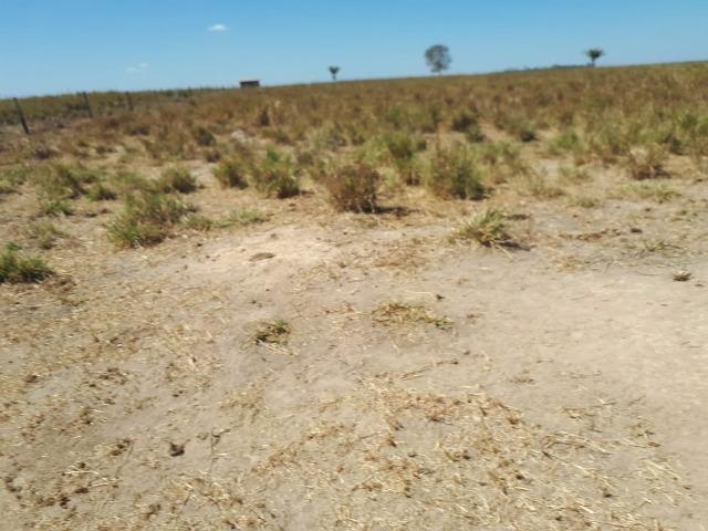 Fazenda de 220 alqueire em Novo Mundo -MT - Foto 8