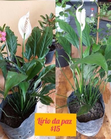 Plantas ornamentais e rosas do deserto - Foto 6