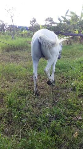 Vendo cavalo meio sangue - Foto 3
