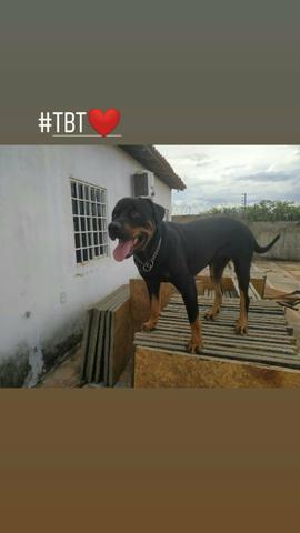 Procuro Namorada Rottweiler Pura