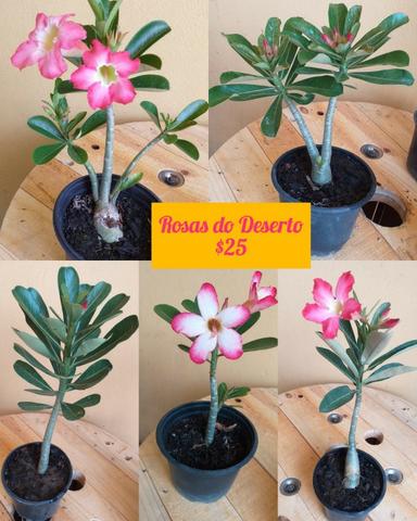 Plantas ornamentais e rosas do deserto - Foto 2