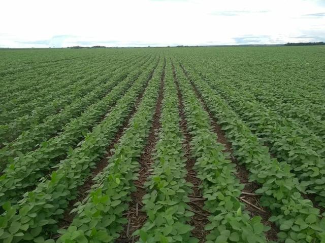 Fazenda em Santa Maria das barreiras-Pa - Foto 6
