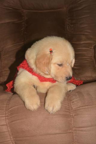 Filhotes de Golden Retriever com pedigree, linhagem de campeões - Foto 2