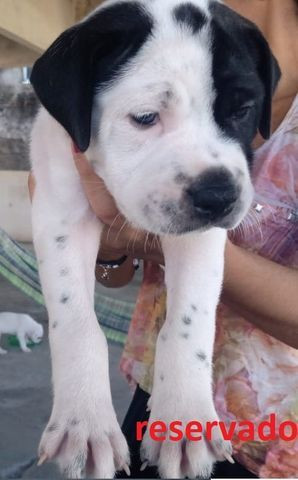 Apbt Moderno, Leiam a descrição - Foto 3
