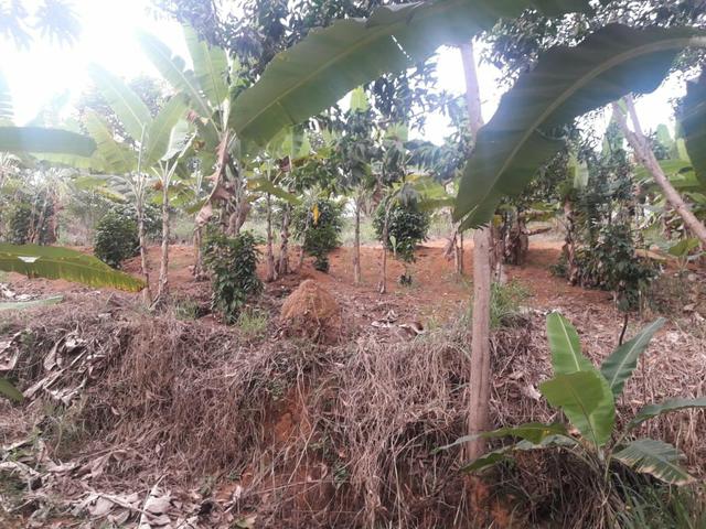 Vendo chácara na serra - Foto 14