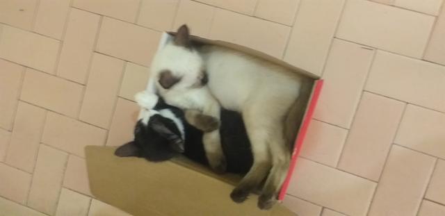 Doa-se 03 Gatinhos Urgente - Foto 5