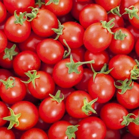 Mudas de tomate cereja - Foto 2