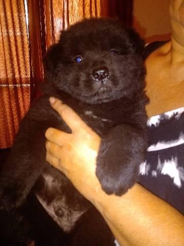 Cachorro - Foto 2