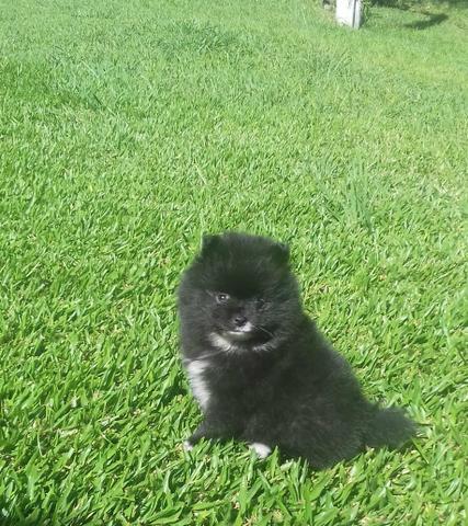 Spitz alemao / lulu da pomerania - Foto 2