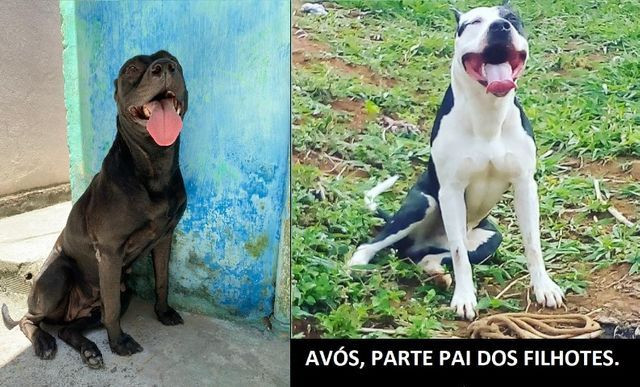 Apbt Moderno, Leiam a descrição - Foto 6