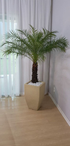 Palmeira fênix natural com vaso - Foto 2