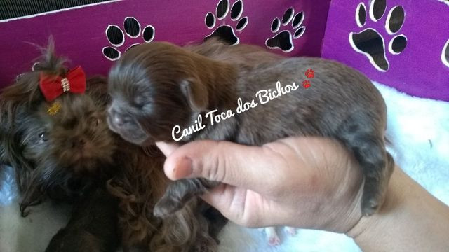 1Filhote Shih Tzu Chocolate sólido disponível p reserva - Foto 3