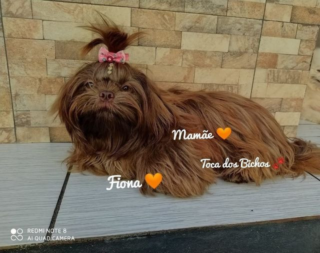 1Filhote Shih Tzu Chocolate sólido disponível p reserva - Foto 4