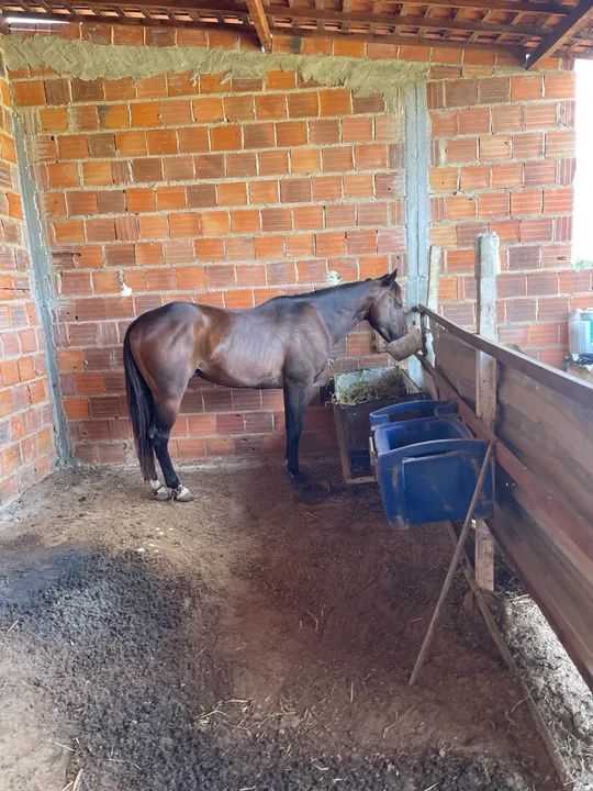 Cavalo Quarto de Milha com Paint Horse para venda - Foto 4
