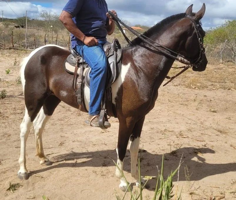 Potra Campolina  - Foto 4