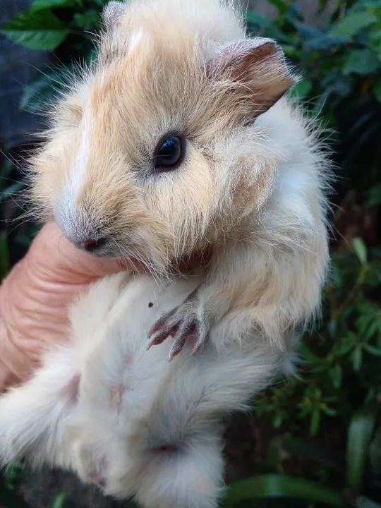 Porquinho da India, Abissinio, Macho, Bege ou Creme - Foto 2