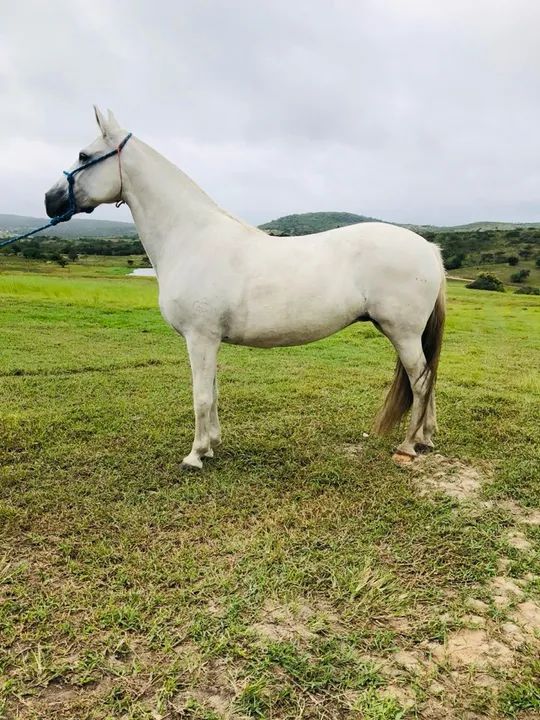 ÉGUA REGISTRADA - Foto 4