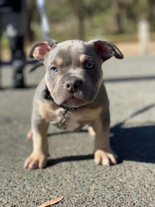 American Bully, Pitbull Pitmonster  - Foto 2