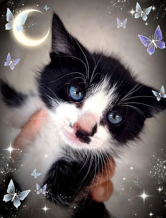 Vendo lindos filhotes de Maine coon 