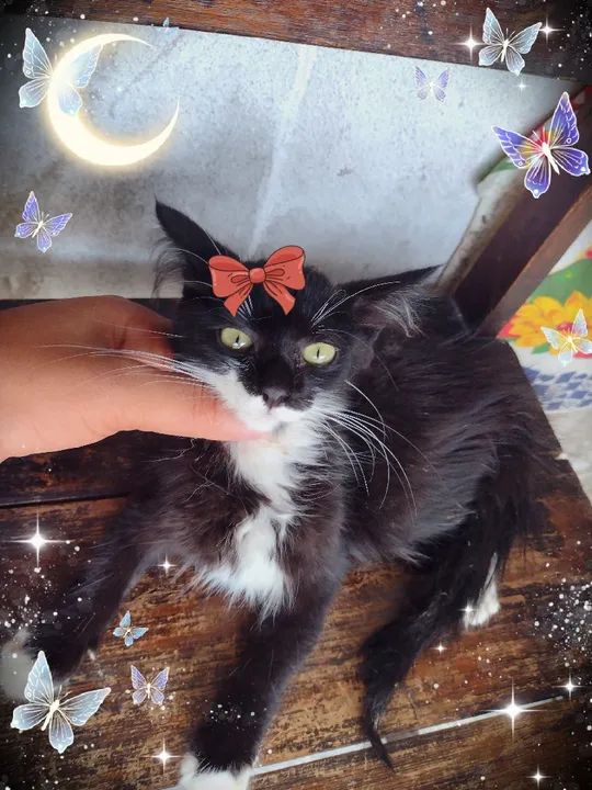 Vendo lindos filhotes de Maine coon  - Foto 3
