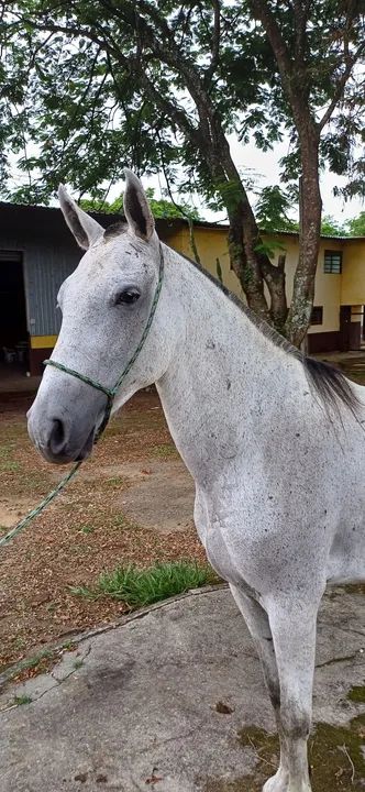 Capri Capim Real, Matriz, MM, registro definitivo, pronto para reprodução. - Foto 4