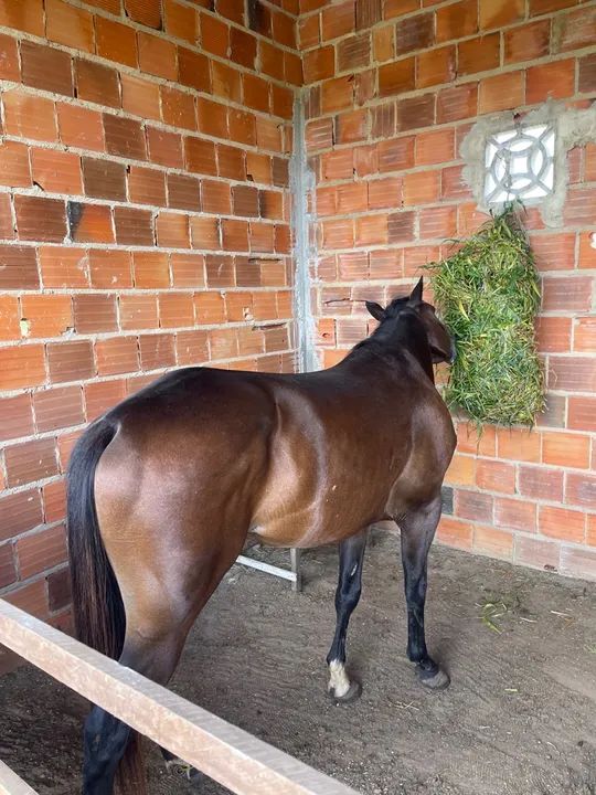 Cavalo Quarto de Milha com Paint Horse para venda - Foto 3
