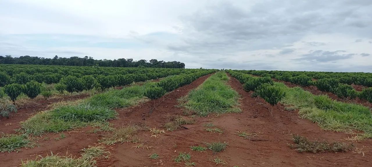 Fazenda de café no triângulo mineiro  - Foto 4