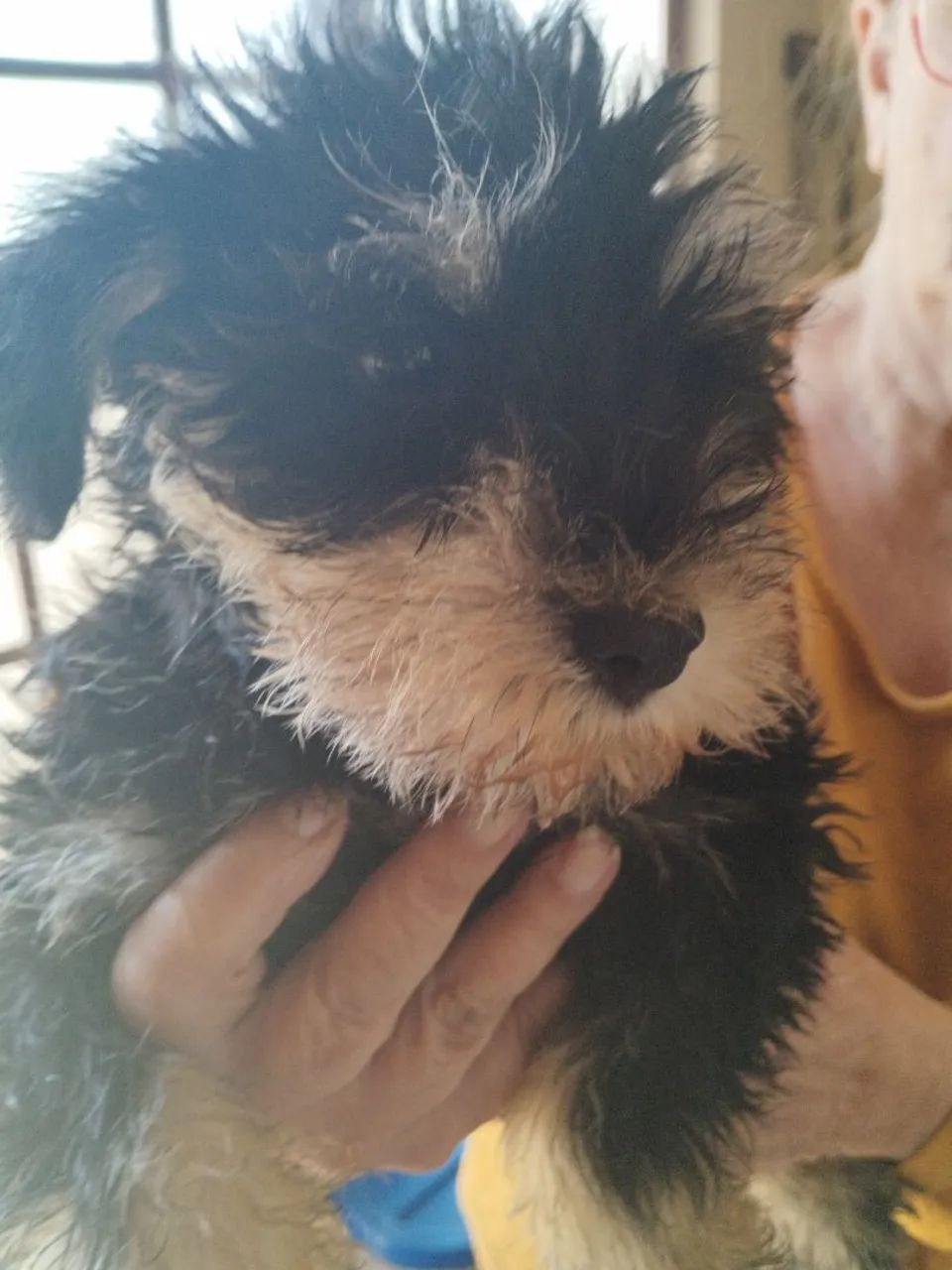 Filhote de Schnauzer