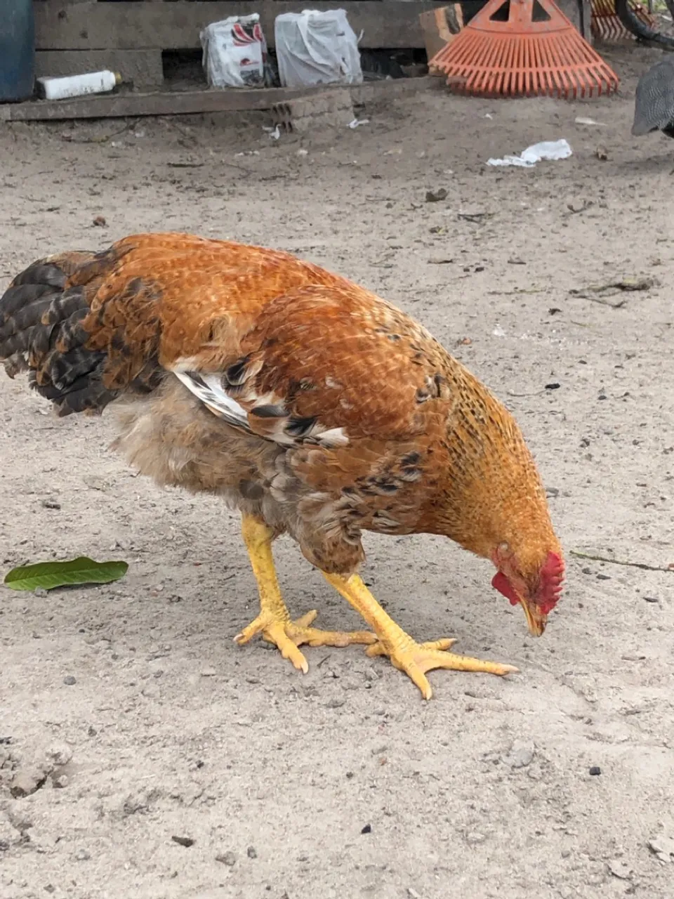 Galinha Caipirão - Disponível para venda